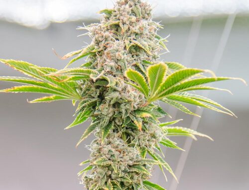 Oregon’s Craft Cannabis Culture
