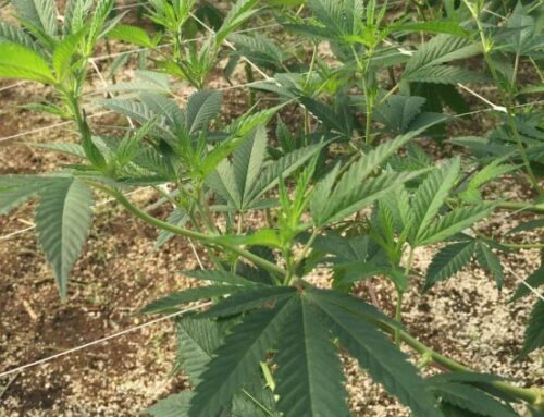 Sustainable marijuana planting