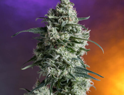 Durban Poison