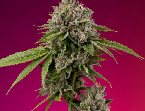 Featured Terpene – Caryophyllene